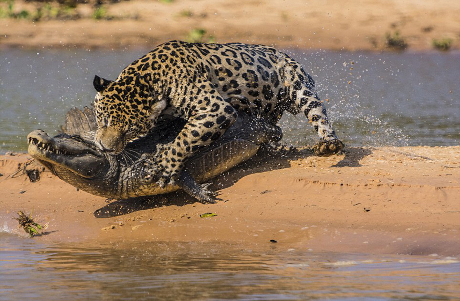 El leopardo caza cocodrilo