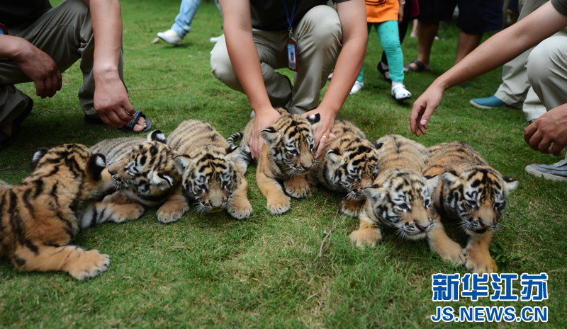 Siete cachorros de tigre comienzan la guardería con un mes de vida