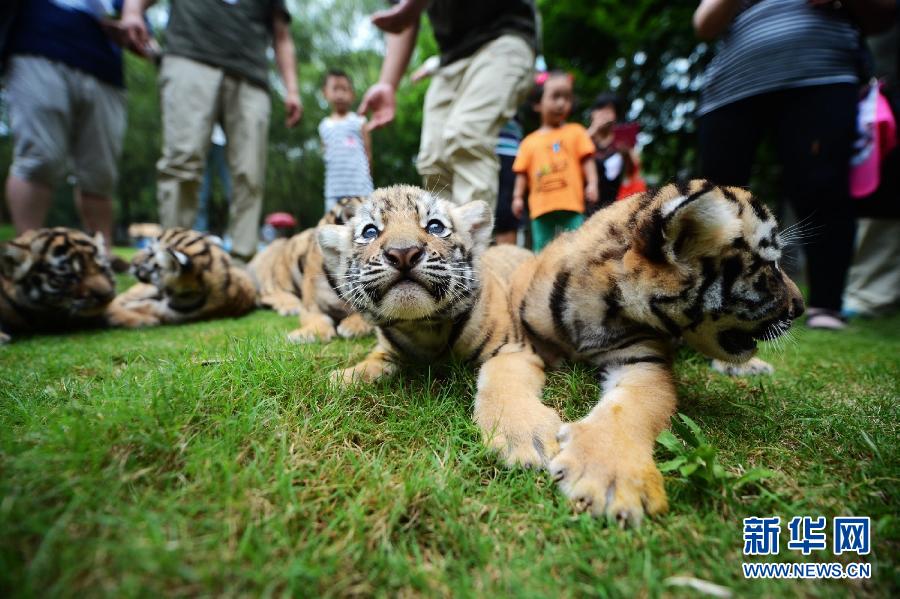 Siete cachorros de tigre comienzan la guardería con un mes de vida