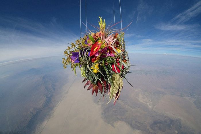 Plantas a 30 kilómetros de altitud