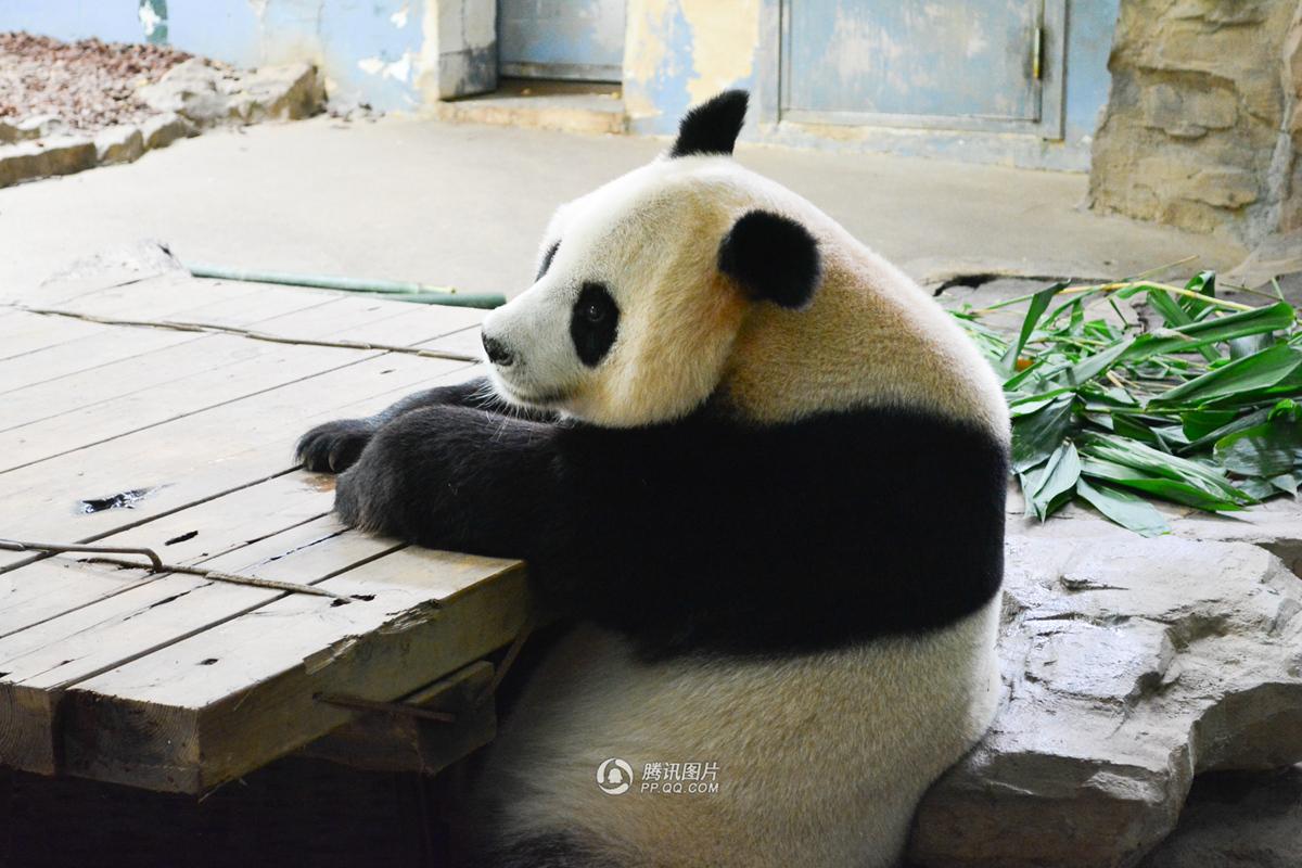 Nacen los primeros trillizos de panda gigante en el sur de China