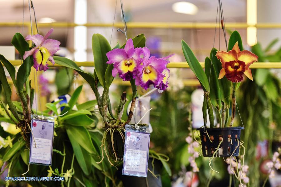 Tailandia: Exhiben más que 120 tipos de orquídeas en Bangkok