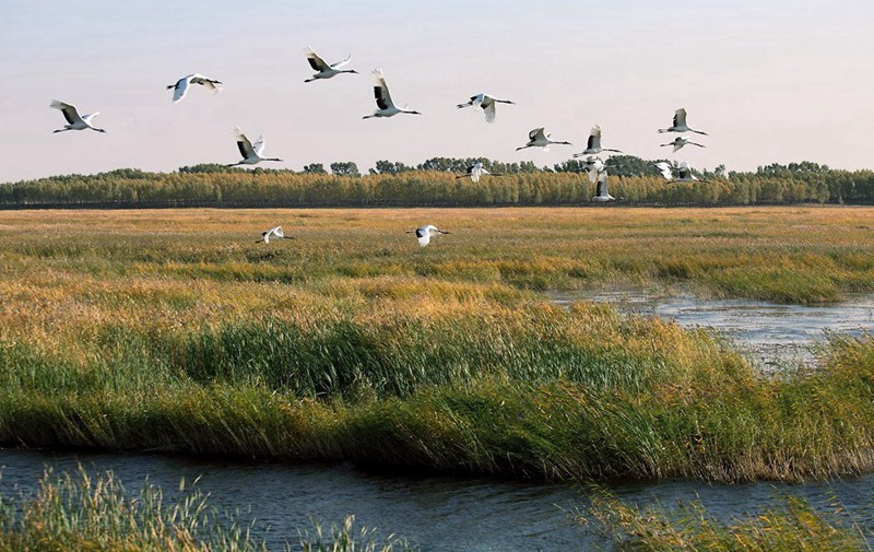 Reserva Natural Nacional Xianghai, paraíso de las aves 4