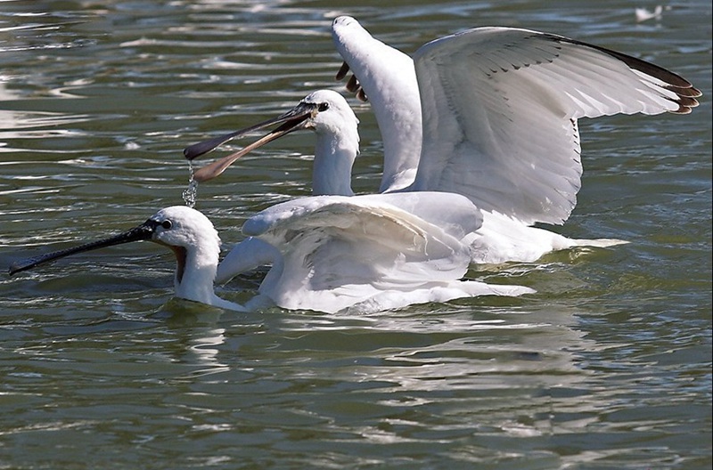 Reserva Natural Nacional Xianghai, paraíso de las aves 9