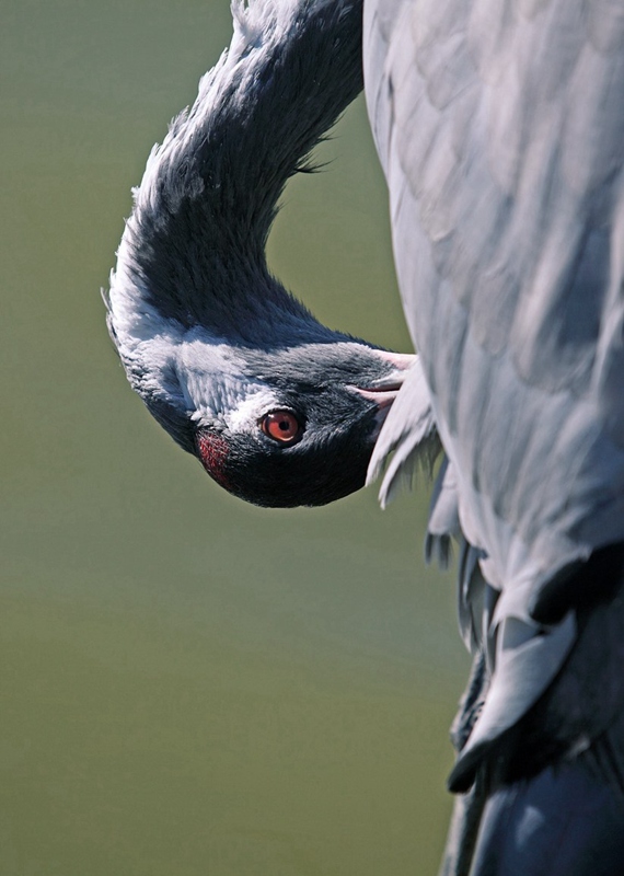 Reserva Natural Nacional Xianghai, paraíso de las aves 10