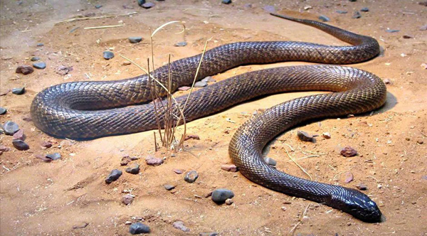 Un ni?o de un a?o mata a una serpiente venenosa a mordiscos en Brasil