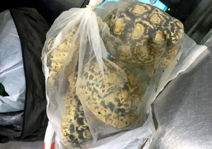 Las tortugas tienen manchas doradas cuadradas o elípticas en las conchas. (Foto proporcionado a chinadaily.com.cn)