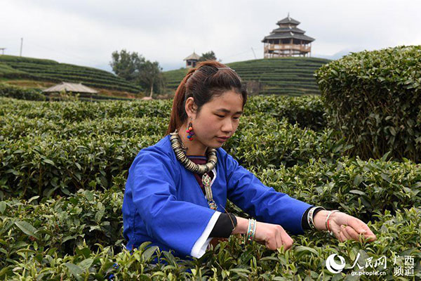 Agricultores de té recogen la primera cosecha de primavera en Guangxi