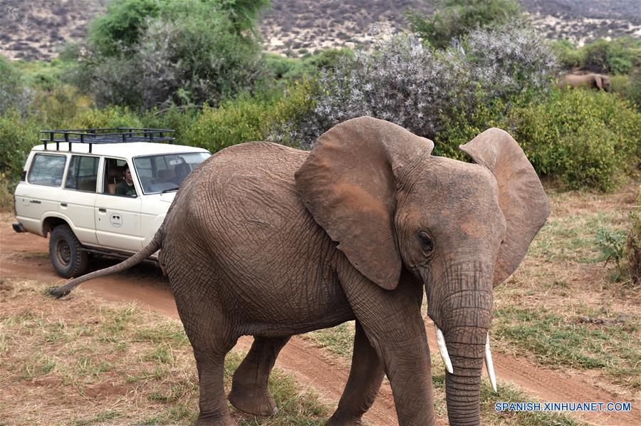 Los miembros del equipo de Save the Elephants observan comportamientos elefantes en la Reserva Nacional de Samburu, Kenia 1 de marzo de 2016.(Xinhua/Sun Ruibo)