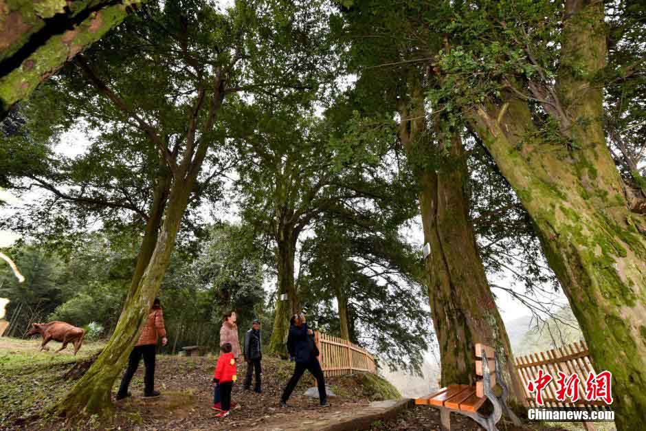 Encuentran en Hunan un gran número de Taxus chinensis, el más antiguo de 900 a?os de edad