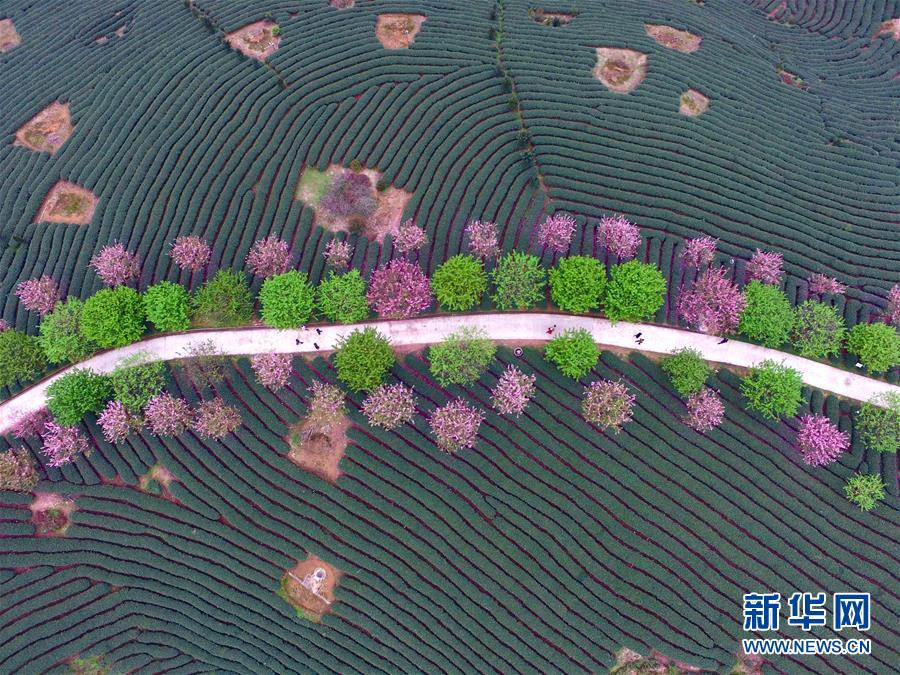 Paisaje del cerezo en flor y jardín de té en Fujian