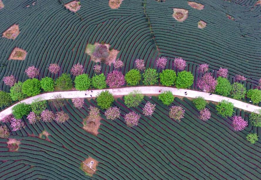 Paisaje del cerezo en flor y jardín de té en Fujian