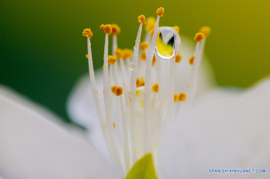 Flor de melocotón en el Parque Humedal Nanhu de Hohhot