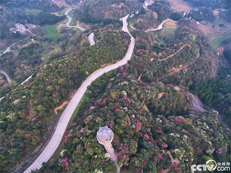 Un mar de azaleas en la provincia de Guizhou