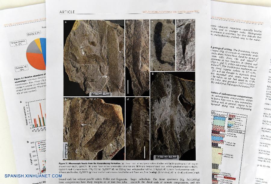 Evidencias fósiles muestran que vida pluricelular comenzó casi 1.000 millones de a?os antes de lo que se creía