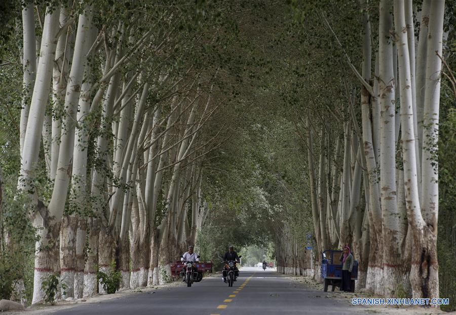 La foto tomada el primero de junio de este a?o muestra una carretera en la que pasan unos granjeros uygur en sus motores en la aldea Cele del pueblo del mismo nombre ubicado en el borde sure?o del desierto Taklimakan en la región autónoma uygur de Xinjiang. El pueblo retrocedió tres veces a lo largo de los cien a?os pasados hacia el sur debido al avance del desierto.Durante los últimos decenas de a?os, árboles como granada, azufaifo y nogal se vienen plantando en el pueblo, medida con la que el ingreso per cápita anual de los granjeros aumentó desde apenas 1.000 yuanes en el pasado hasta 5.732 yuanes en la actualidad. (Xinhua/Shen Qiao)