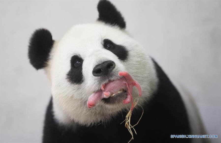 La panda gigante china "Hao Hao" dio a luz a un cachorro en las primeras horas de hoy, anunciaron el parque zoológico belga Pairi Daiza y el Centro de Conservación e Investigación del Panda Gigante de China.(Xinhua)