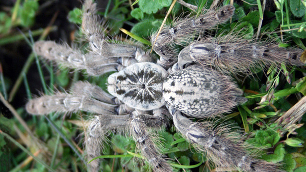 El veneno de la tarántula ayudará a tratar el alzhéimer