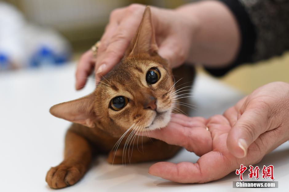 Encuentra tu favorito en el concurso de gatos de Taiyuan