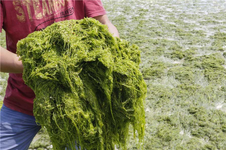 Mareas verdes afectan a la costa de Jiangsu