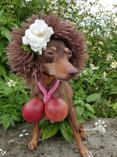 Un perro taiwanés se convierte en la sensación de internet