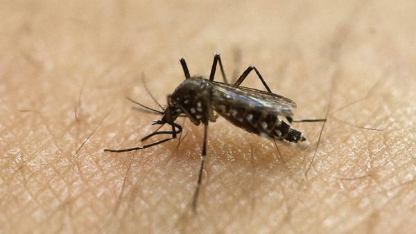 Nace en Barcelona el primer bebé europeo con microcefalia por Zika