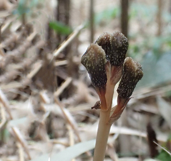 Descubren en Japón una planta que existe contra las leyes de la naturaleza