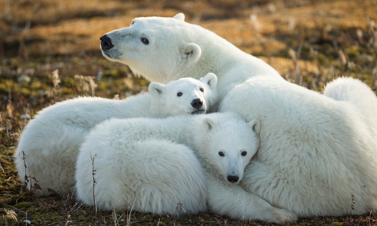 La población de oso polar del ártico podría descender un 30% en 2050