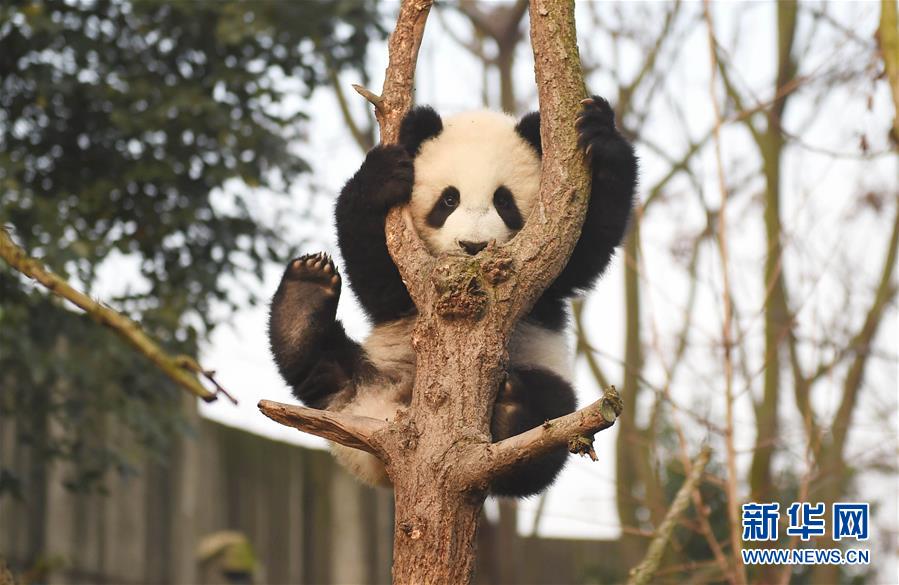 2016: La vida de pandas