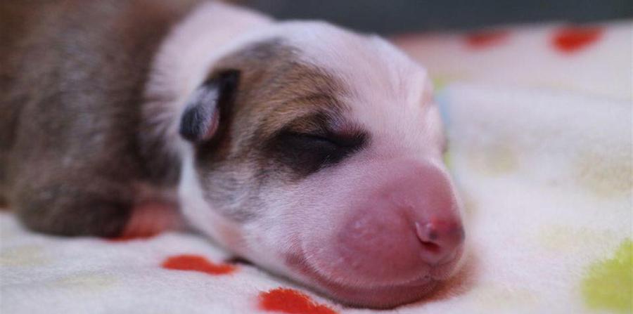 Una familia argentina clona a su perro fallecido