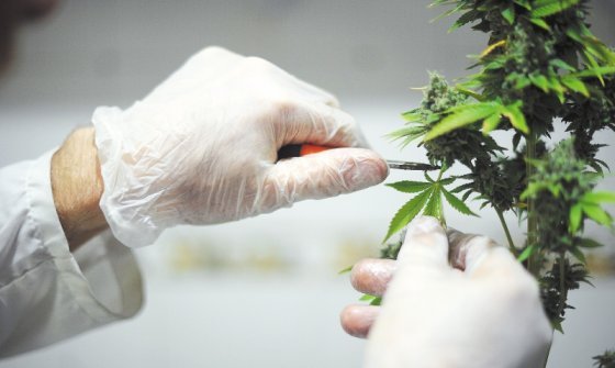 Brasil aprueba el primer medicamento a base de mariguana