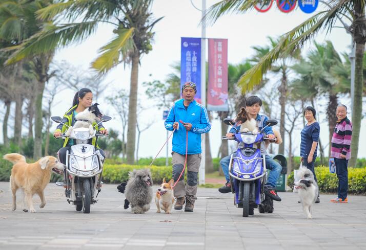 Los “paseantes” de pago son el mejor amigo del perro