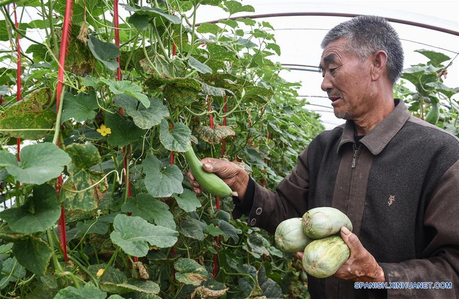 Agricultor se hace rico por plantar sandía en invernaderos