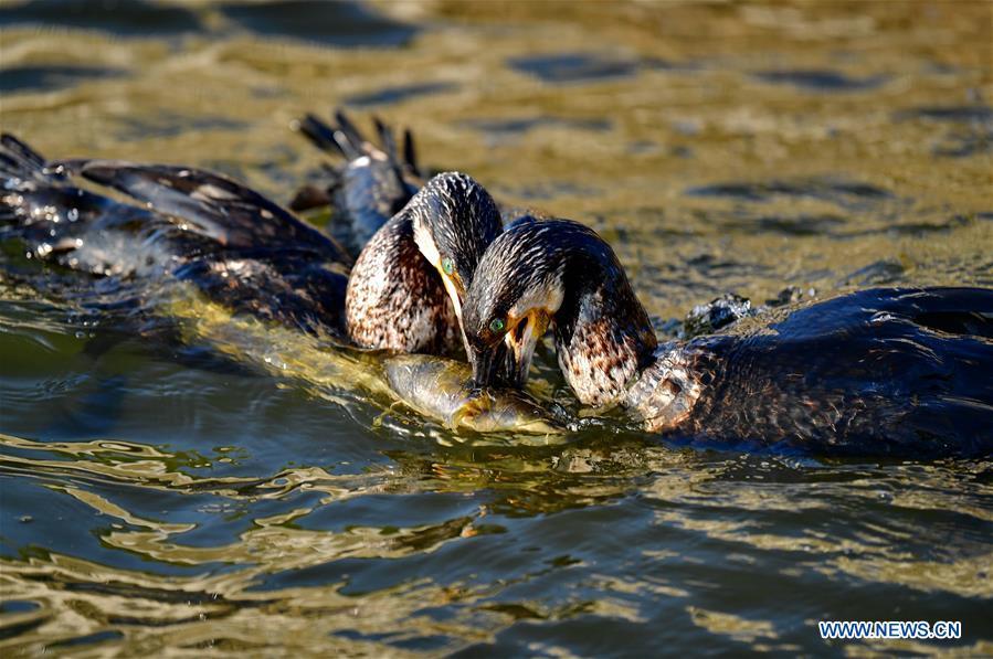 Pescador chino mantiene la tradición de utilizar aves rapaces