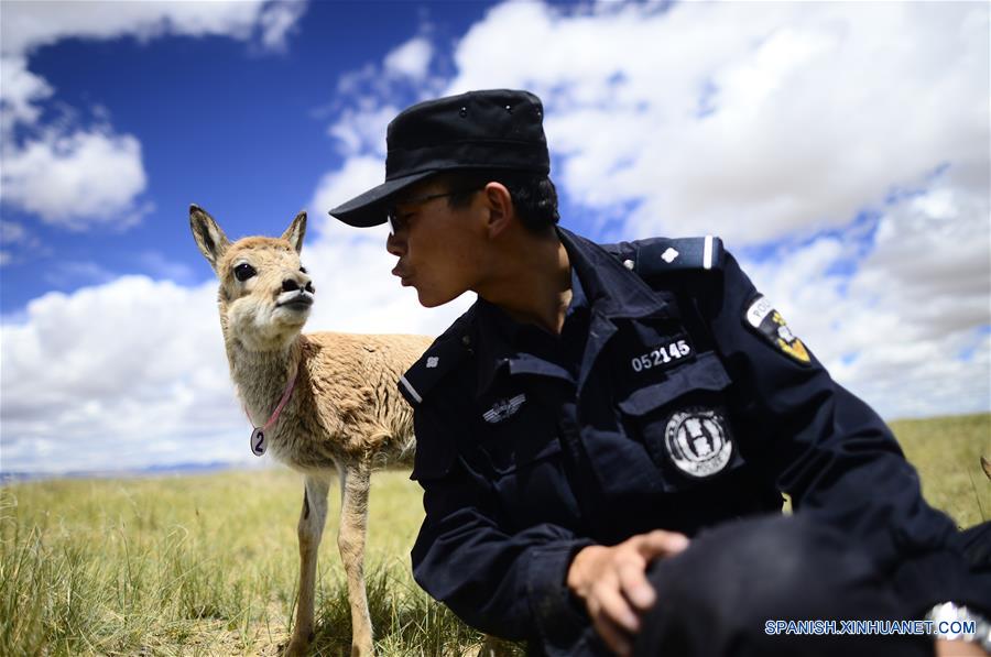 QINGHAI, agosto 23, 2017 (Xinhua) -- Imagen del 15 de agosto de 2017 del oficial de la policía auxiliar, Xie Ancheng, jugando con un antílope tibetano en la Reserva Natural Hol Xil en la prefectura autónoma tibetana de Yushu, provincia de Qinghai, en el noroeste de China. Hol Xil tiene una altitud promedio de más de 4,600 metros, convirtiéndola en un hábitat ideal para los antílopes tibetanos, kiangs y otros animales. La reserva fue enlistada como uno de los Patrimonios Naturales de la Humanidad de la Organización de las Naciones Unidas para la Educación, la Ciencia y la Cultura (UNESCO, por sus siglas en inglés) en julio de 2017. (Xinhua/Zhang Hongxiang)