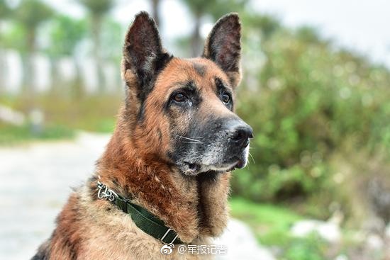 Fuerzas del orden organizan funeral para un perro policía en Guangdong