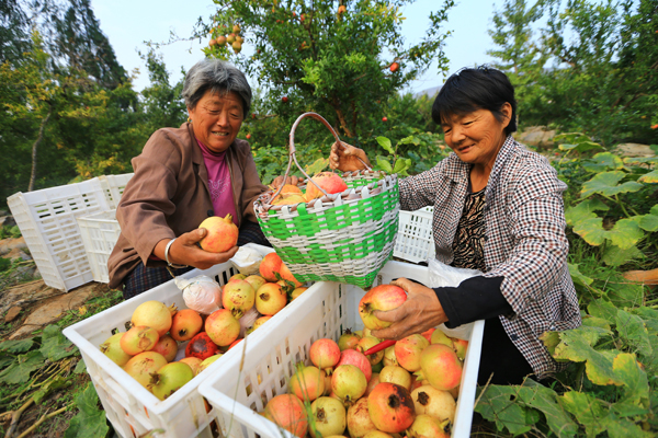 Las granadas de la prosperidad que se cultivan en Liuyuan