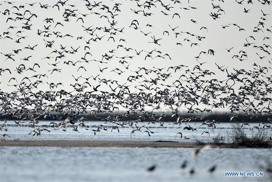 Miles de aves migratorias llegan a los humedales de Tianjin