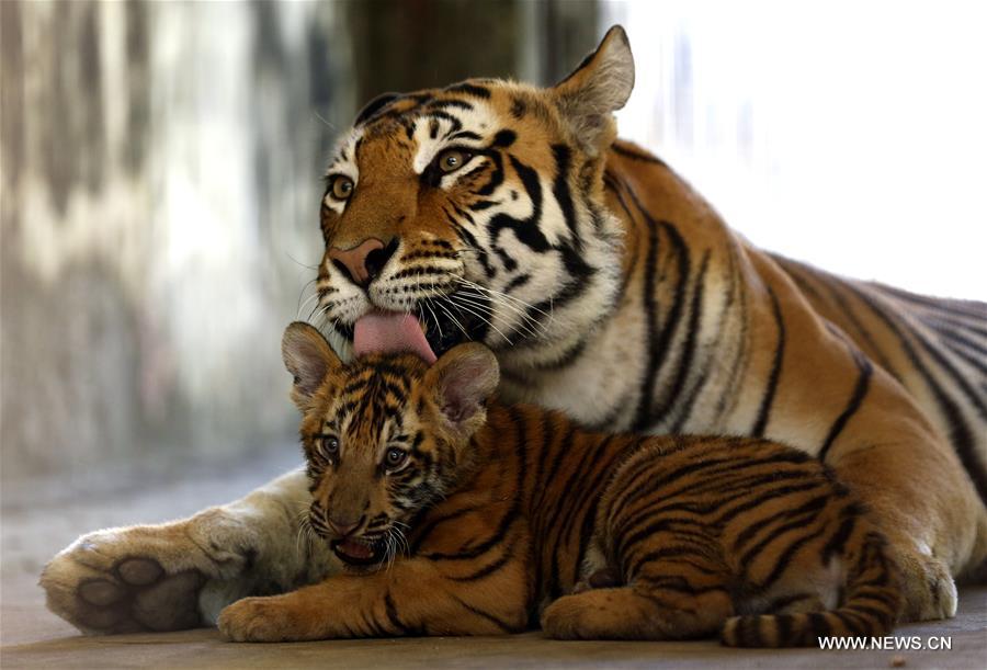 Dos cachorros de tigre se reúnen con el público en el Zoológico de Yangon