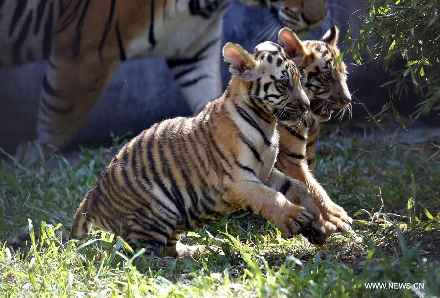 Dos cachorros de tigre se reúnen con el público en el Zoológico de Yangon