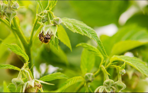 Descubren que las plantas son sensibles a la anestesia