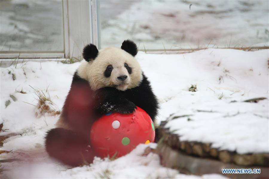 Un panda gigante juega en la nieve en el Parque Zoológico de Qinling en Xi'an