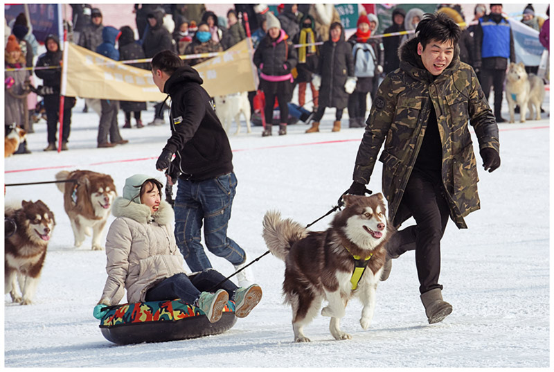 Varios perros de compa?ía compitieron en los Juegos de Hielo y Nieve para Mascotas de Shenyang. [Foto / Proporcionado a chinadaily.com.cn]