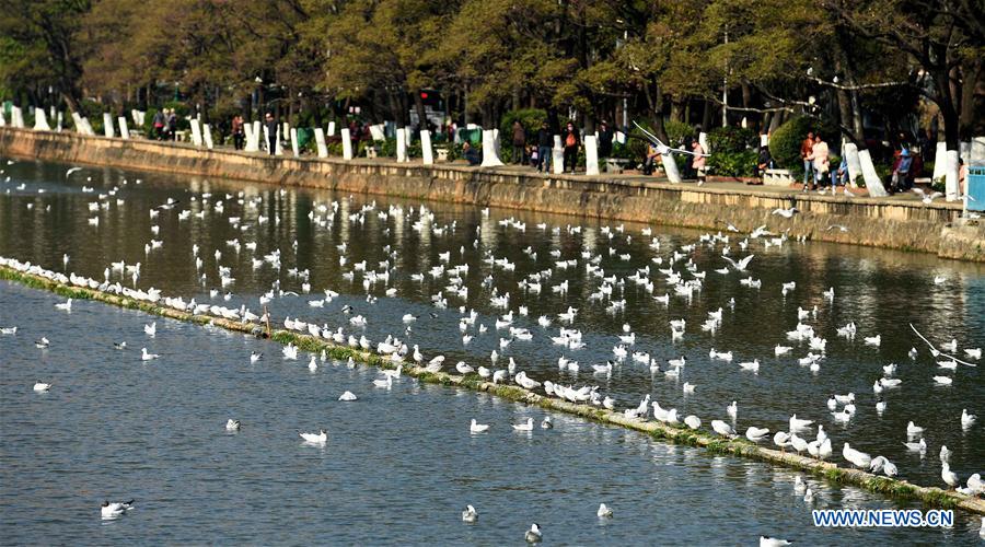 Las alegres gaviotas de cabeza negra se alistan para emigrar hacia el norte