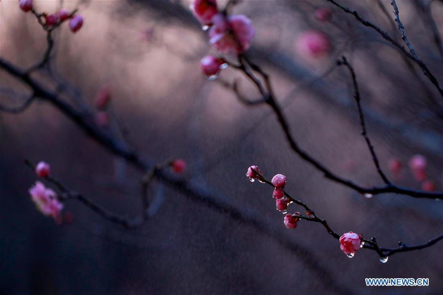 Jiangsu, 15/03/2018(El Pueblo en Línea) - El ciruelo florecido embellece un parque de Qingkou, en Ganyu, ciudad Lianyungang, provincia de Jiangsu, 13 de marzo del 2018. (Foto: Xinhua/ Si Wei) 