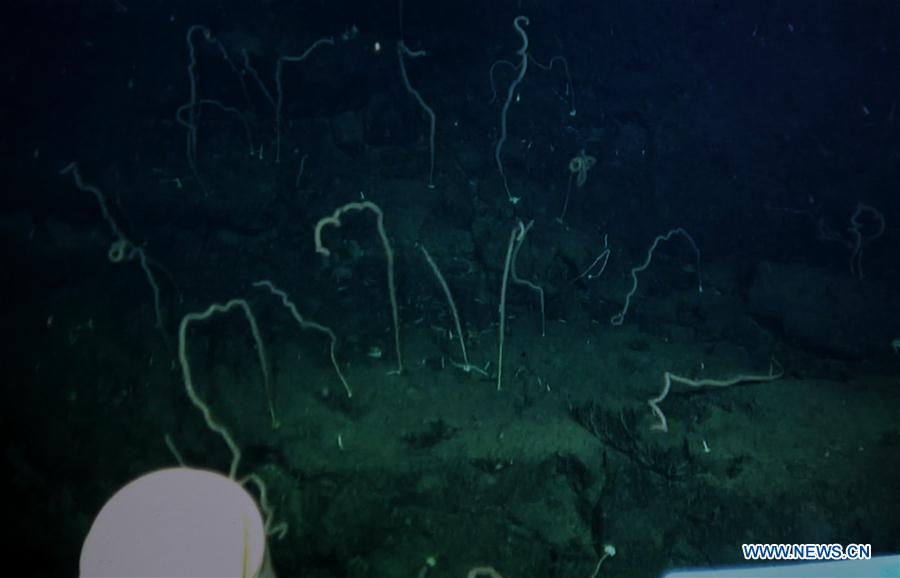 Científicos descubren un coral de agua fría en la meseta Ganquan del Mar Meridional de China