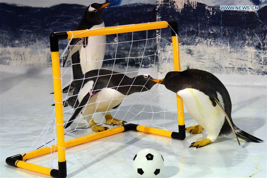 Graciosos pingüinos juegan al fútbol en Harbin