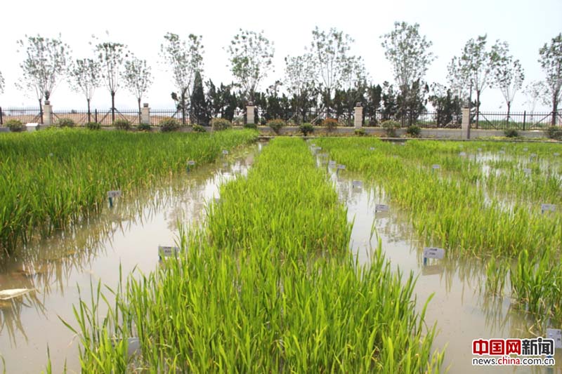 El arroz chino resistente a la sal es reconocido como un “regalo nacional” por Emiratos árabes Unidos