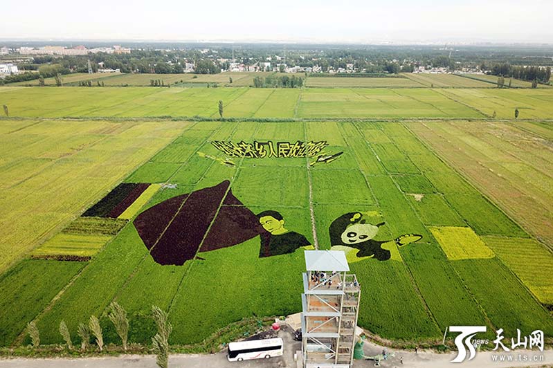 Imágenes de los personajes Wolf Warriors y Kungfu Panda en el campo de arroz. (Foto / Tianshannet)