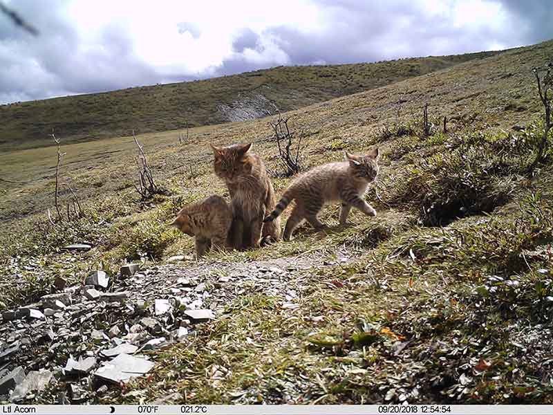 El gato montés chino con sus gatitos en Qinghai, China